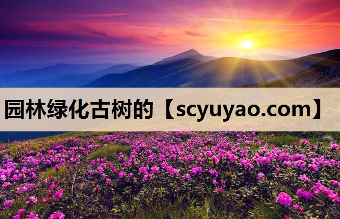 园林绿化古树的