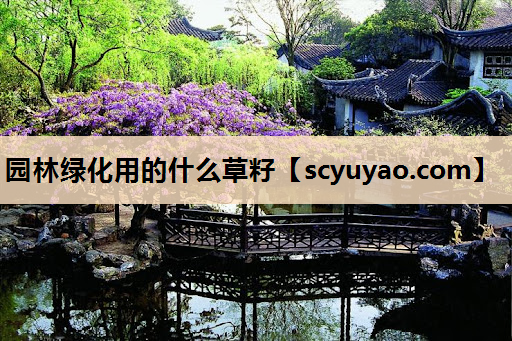 园林绿化用的什么草籽