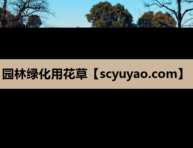园林绿化用花草