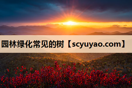 园林绿化常见的树