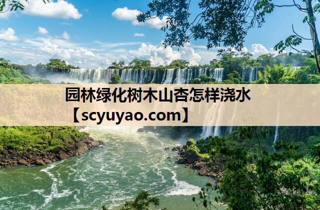 园林绿化树木山杏怎样浇水