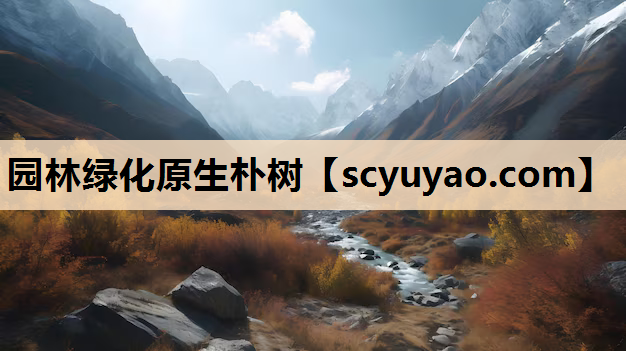 园林绿化原生朴树