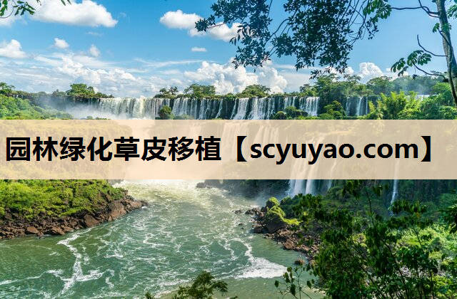 园林绿化草皮移植