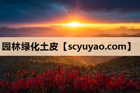 园林绿化土皮