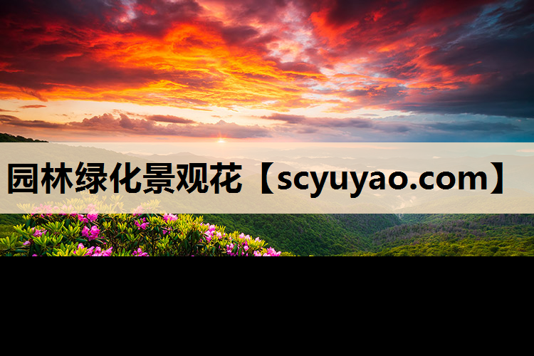 园林绿化景观花