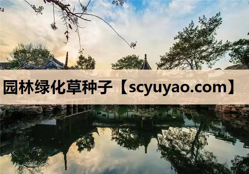 园林绿化草种子