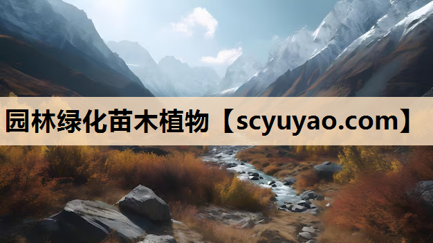 园林绿化苗木植物