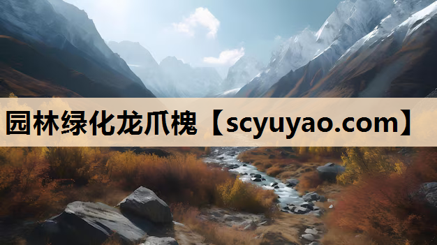 园林绿化龙爪槐