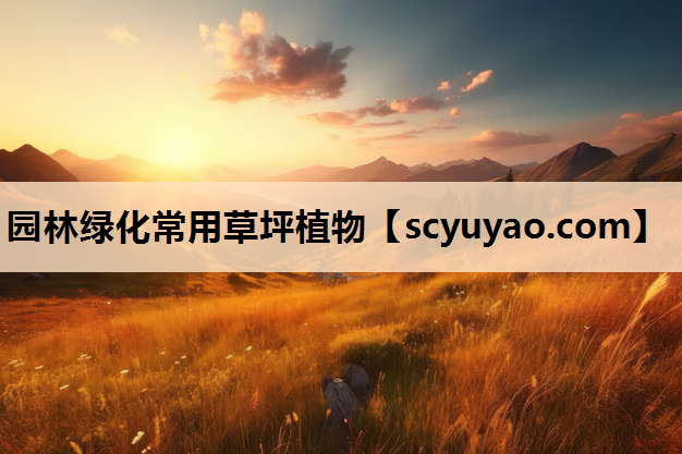 园林绿化常用草坪植物