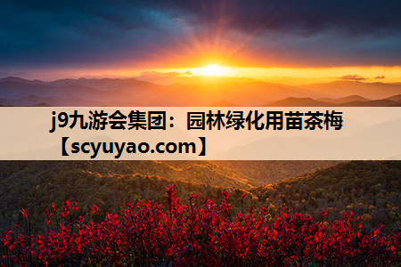 j9九游会集团：园林绿化用苗茶梅