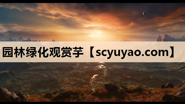 园林绿化观赏芋