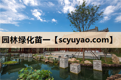 园林绿化苗一