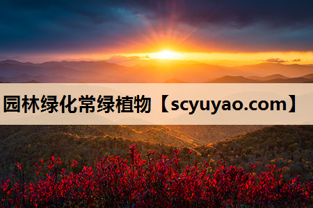 园林绿化常绿植物