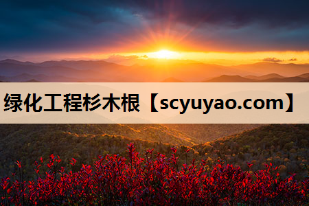 绿化工程杉木根