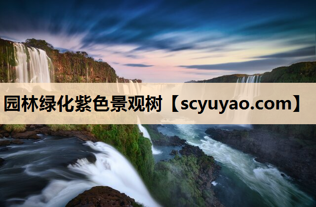 园林绿化紫色景观树