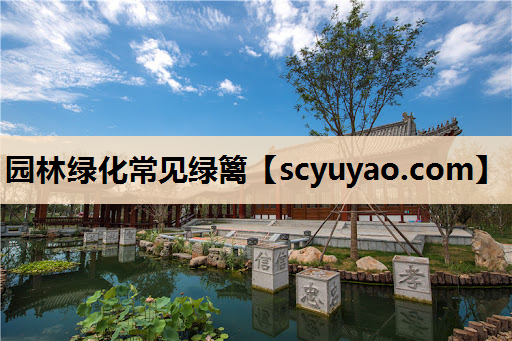 园林绿化常见绿篱