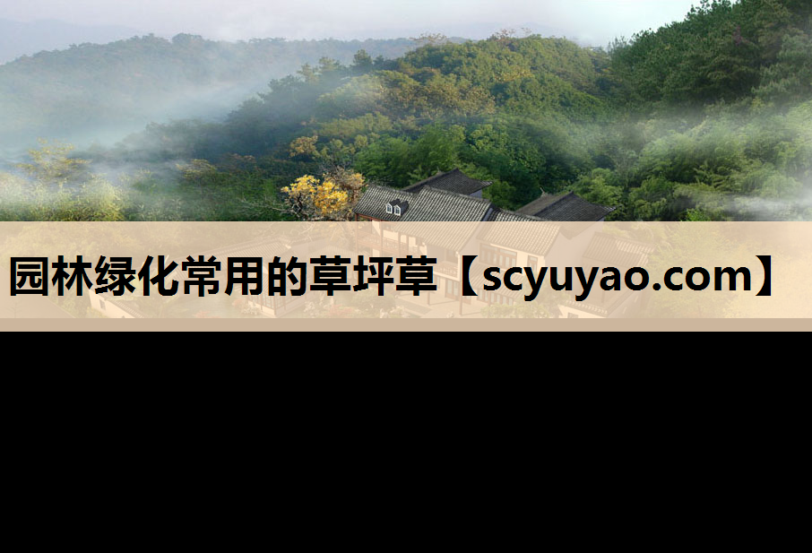 园林绿化常用的草坪草