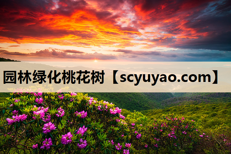 园林绿化桃花树