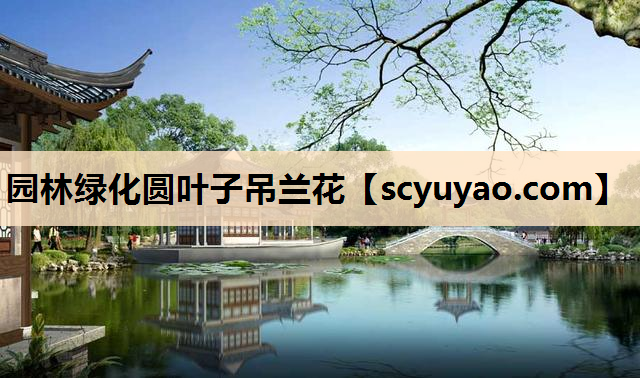 园林绿化圆叶子吊兰花