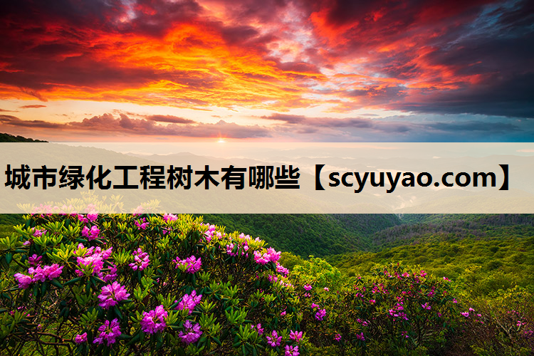 城市绿化工程树木有哪些