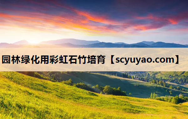 园林绿化用彩虹石竹培育