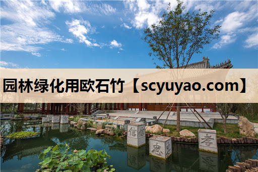 园林绿化用欧石竹